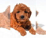 Small #1 Goldendoodle mix (+ Poodle Miniature)
