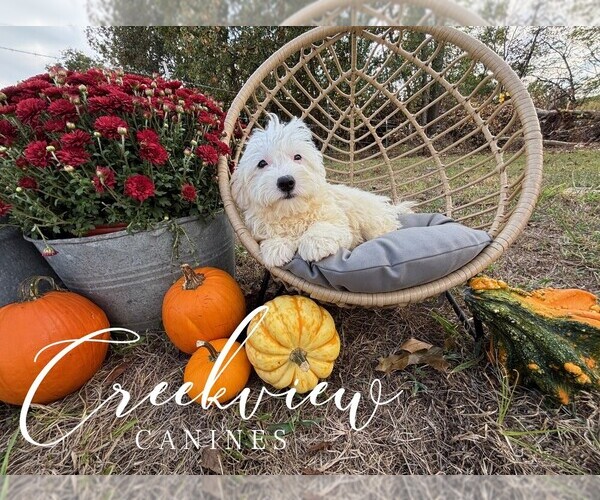 Medium Photo #1 Havachon Puppy For Sale in NIANGUA, MO, USA