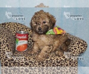 Poodle (Toy) Puppy for sale in SANGER, TX, USA