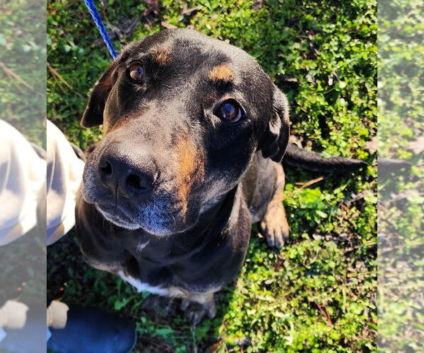 Medium Photo #3 Mutt Puppy For Sale in Wetumpka, AL, USA