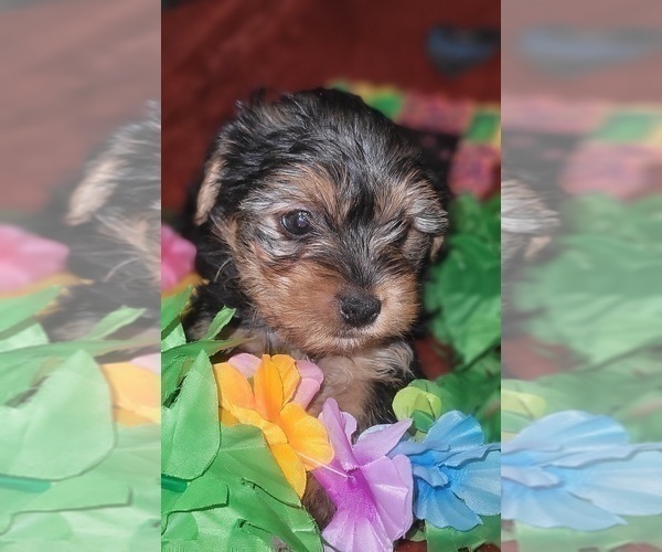 Medium Photo #72 Yorkshire Terrier Puppy For Sale in AKRON, OH, USA