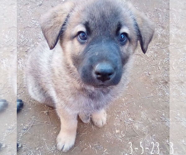 Medium Photo #15 German Shepherd Dog-Unknown Mix Puppy For Sale in Apple Valley, CA, USA