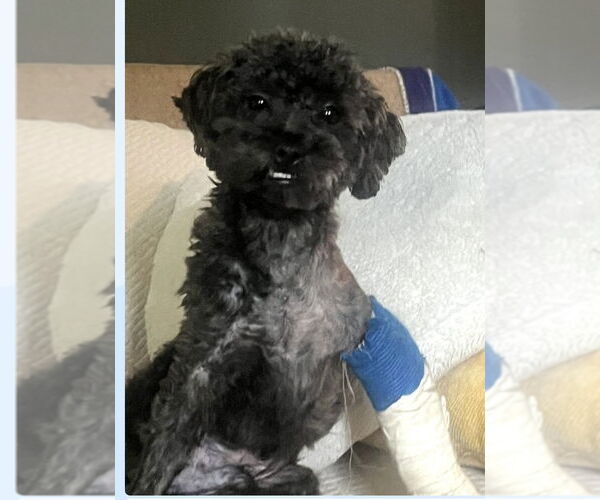 Medium Photo #2 Poodle (Toy) Puppy For Sale in Allentown,, PA, USA