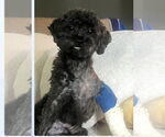 Small #1 Poodle (Toy)
