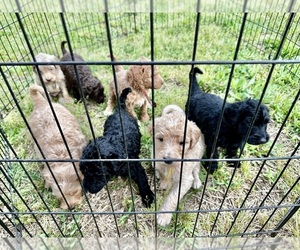Double Doodle Puppy for Sale in LINDSAY, Texas USA