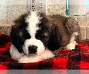 Saint Bernard Puppy for sale in COLORADO SPRINGS, CO, USA
