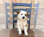 Small Photo #6 American Eskimo Dog-Unknown Mix Puppy For Sale in WAUKESHA, WI, USA