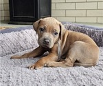 Small #1 Rhodesian Ridgeback