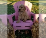 Small Photo #3 Goldendoodle Puppy For Sale in PULASKI, PA, USA