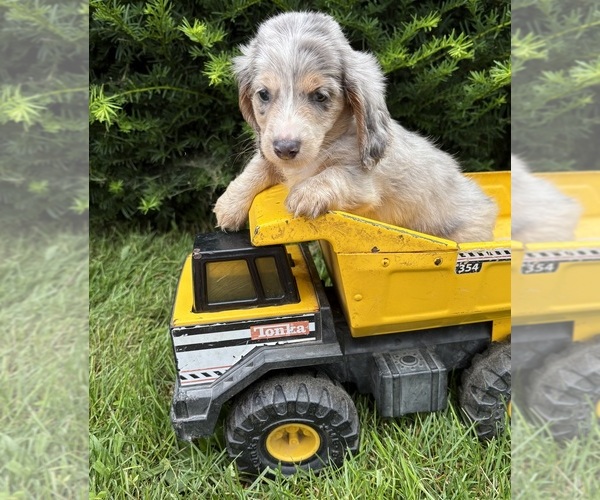 Medium Photo #3 Dachshund Puppy For Sale in MIDDLEBURY, IN, USA