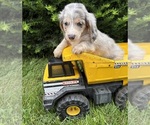 Small #2 Dachshund