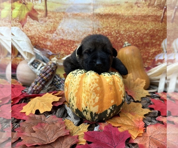 Medium Photo #1 German Shepherd Dog Puppy For Sale in LAKE ELSINORE, CA, USA