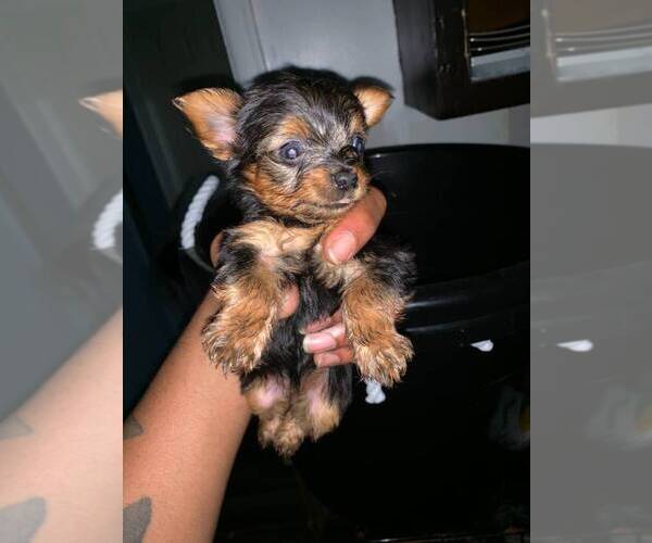 Medium Photo #3 Yorkshire Terrier Puppy For Sale in JERSEY CITY, NJ, USA
