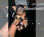 Small Photo #3 Yorkshire Terrier Puppy For Sale in JERSEY CITY, NJ, USA