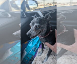 Miniature Pinscher-Unknown Mix Dogs for adoption in Aurora, CO, USA