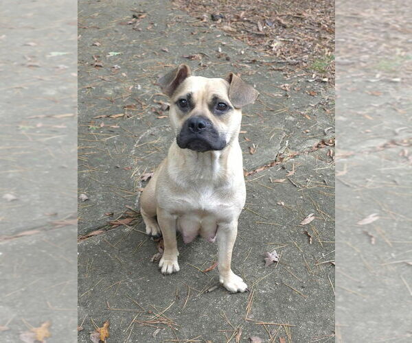 Medium Photo #1 American French Bull Terrier Puppy For Sale in Raleigh, NC, USA