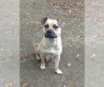 Small American French Bull Terrier