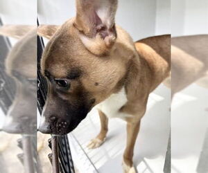 Basenji-Unknown Mix Dogs for adoption in Houston, TX, USA