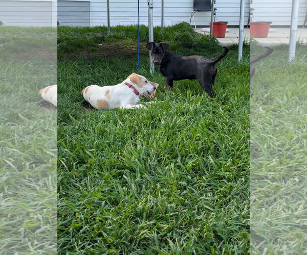 Medium Photo #5 Labrador Retriever-Unknown Mix Puppy For Sale in Doylestown, PA, USA