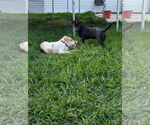 Small #4 Labrador Retriever Mix
