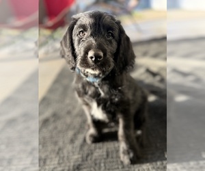 Labradoodle Puppy for sale in PRESCOTT VALLEY, AZ, USA