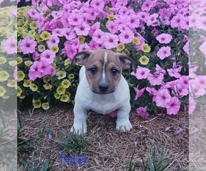 Alapaha Blue Blood Bulldog-Jack Russell Terrier Mix Puppy for Sale in TOPEKA, Indiana USA