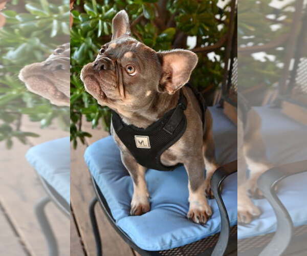 Medium Photo #1 French Bulldog Puppy For Sale in Santa Rosa, CA, USA