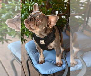 French Bulldog Dogs for adoption in Santa Rosa, CA, USA