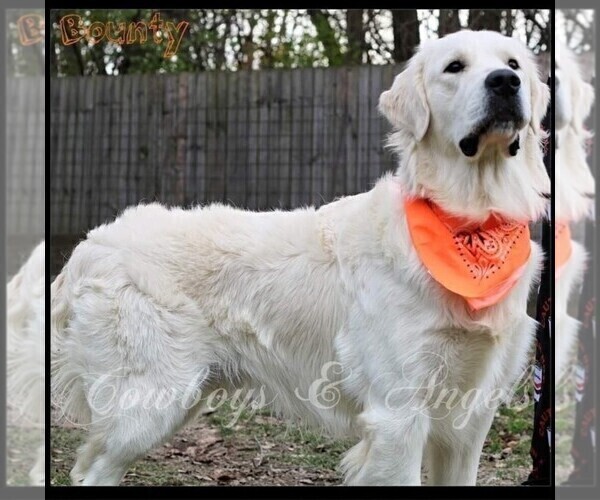 Medium Photo #14 English Cream Golden Retriever Puppy For Sale in BROWNSTOWN, MI, USA