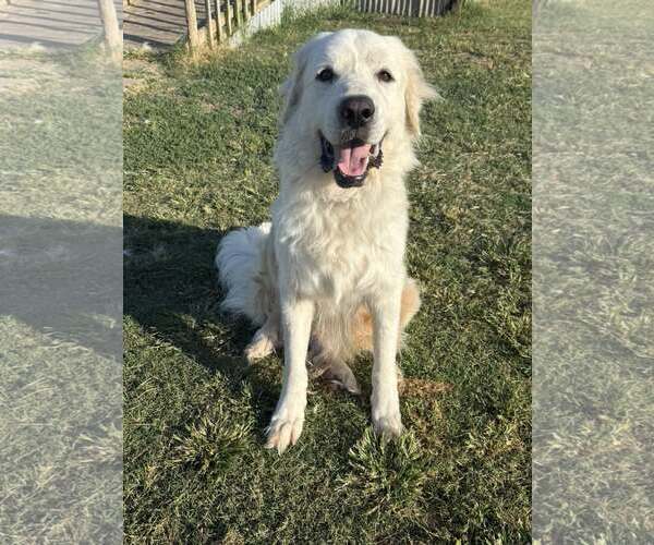 Medium Photo #5 Great Pyrenees Puppy For Sale in Dallas, TX, USA