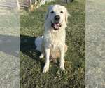 Small #4 Great Pyrenees