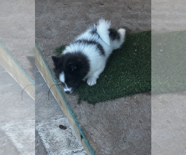 Medium Photo #6 Pomeranian Puppy For Sale in VENICE, FL, USA