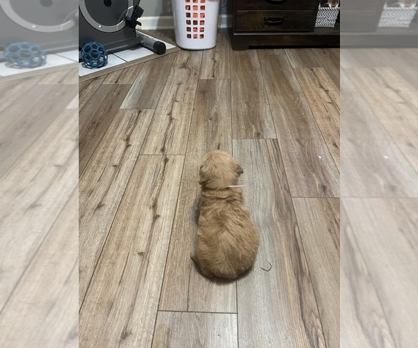 Medium Photo #15 Goldendoodle Puppy For Sale in LASCASSAS, TN, USA