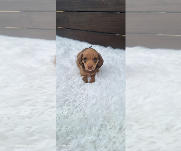 Medium Photo #3 Dachshund Puppy For Sale in TWENTYNINE PALMS, CA, USA