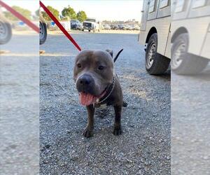 American Pit Bull Terrier Dogs for adoption in Woodland, CA, USA