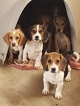 Small Photo #16 Beagle Puppy For Sale in EL CAJON, CA, USA
