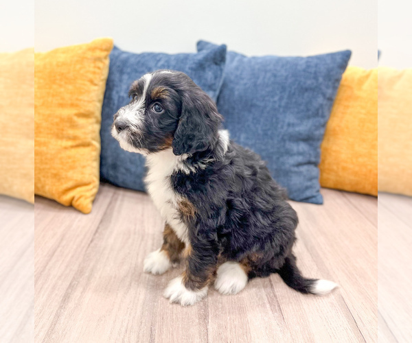 Medium Photo #3 Bernedoodle (Miniature) Puppy For Sale in DUNDEE, OH, USA
