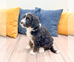 Small #2 Bernedoodle (Miniature)