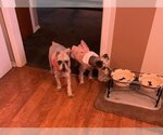 Small Photo #2 - Mix Puppy For Sale in Doylestown, PA, USA