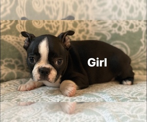 Boston Terrier Puppy for sale in RIDGEVILLE, SC, USA