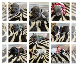 French Bulldog Puppy for sale in NEW RICHMOND, OH, USA