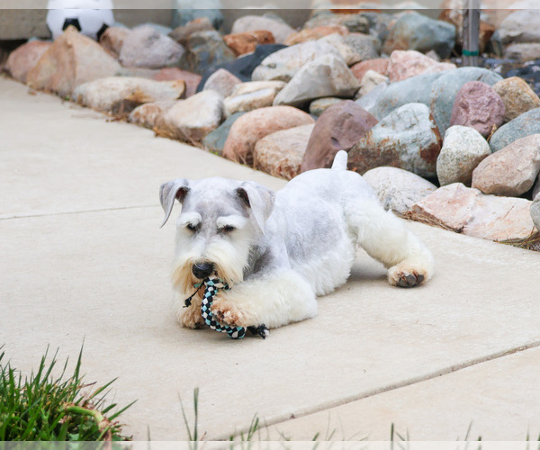 Medium Photo #3 Schnauzer (Miniature) Puppy For Sale in SYRACUSE, IN, USA
