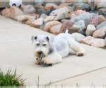 Small #2 Schnauzer (Miniature)