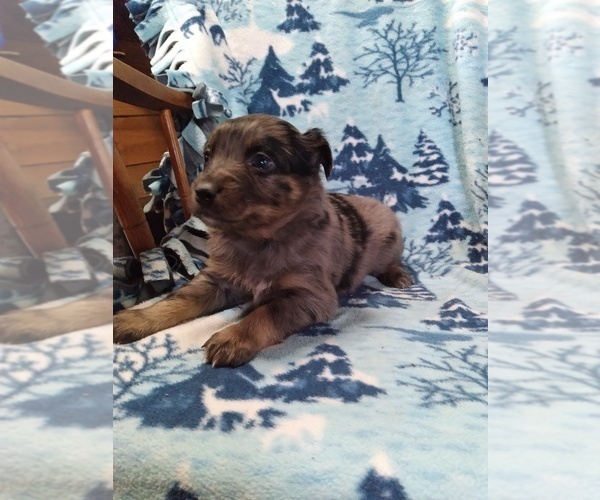 Medium Photo #2 Australian Shepherd Puppy For Sale in COEUR D ALENE, ID, USA