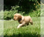 Small Golden Retriever