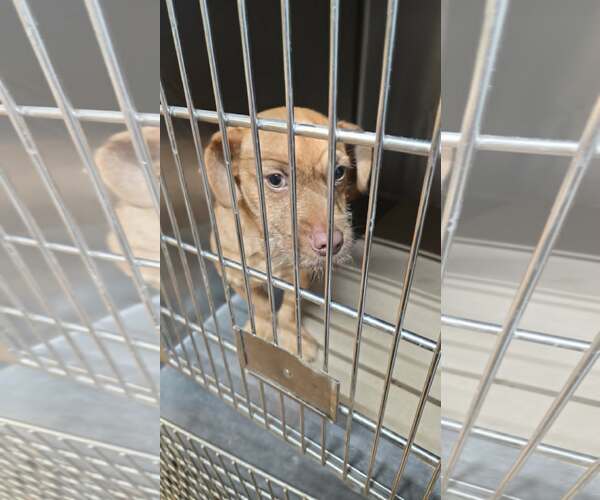 Medium Photo #4 Mutt Puppy For Sale in Minneapolis, MN, USA