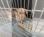 Small #3 Mutt