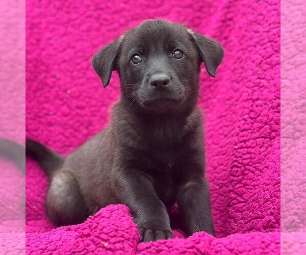 Medium Photo #1 Labrador Retriever-Unknown Mix Puppy For Sale in San Diego, CA, USA