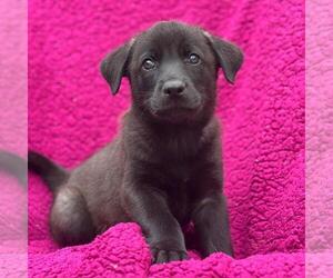 Labrador Retriever-Unknown Mix Dogs for adoption in San Diego, CA, USA