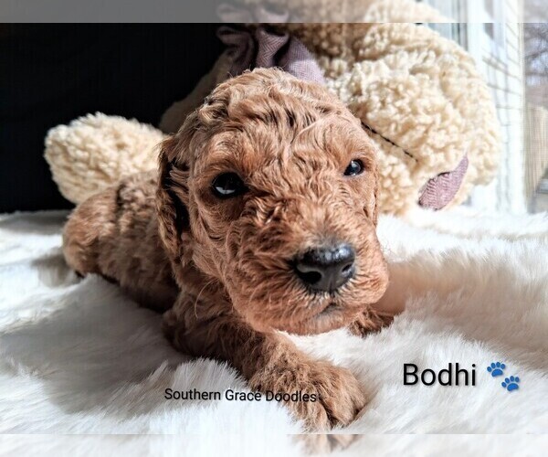 Medium Photo #14 Goldendoodle (Miniature) Puppy For Sale in GASTONIA, NC, USA